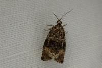 Celypha lacunana