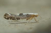Argyresthia spinosella