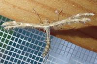 Oxyptilus