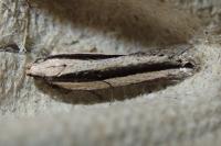 Mirificarma interrupta
