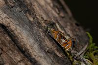 Olethreutes arcuella