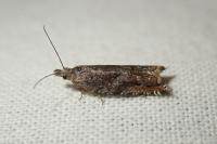 Ancylis unguicella