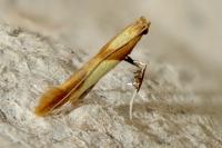 Caloptilia alchimiella