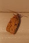 Agonopterix arenella