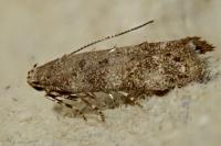 Exoteleia dodecella