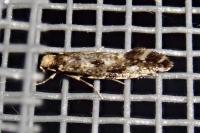 Nemapogon cloacellus