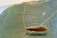 Nematopogon