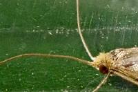 Nematopogon