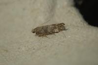 Exoteleia dodecella