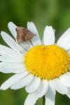 Choreutis nemorana