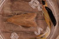 Helcystogramma rufescens