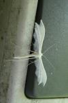 Pterophorus pentadactylus