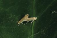 Phyllonorycter quercifoliella