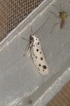 Ethmia dodecea