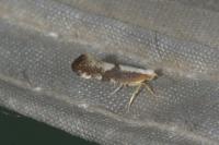 Argyresthia spinosella