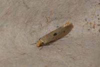 Tinea trinotella