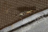 Coleophora alcyonipennella