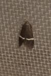 Aproaerema cinctella