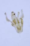 Aproaerema cinctella