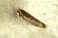 Cosmardia moritzella