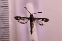 Pyropteron muscaeforme