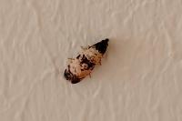 Cochylichroa atricapitana