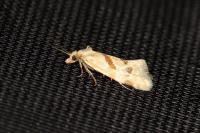 Aethes smeathmanniana