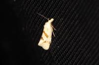 Aethes smeathmanniana