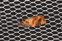 Ditula angustiorana