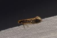 Monopis crocicapitella