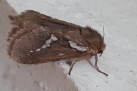 Korscheltellus lupulinus