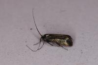 Adela reaumurella
