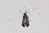 Adela reaumurella