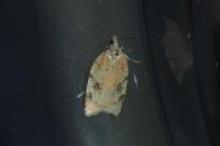Acleris ferrugana