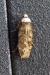 Endrosis sarcitrella