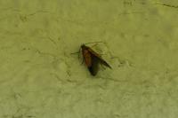 Schiffermuelleria schaefferella