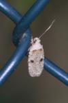 Agonopterix propinquella