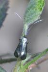 Adela reaumurella