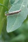 Plutella xylostella