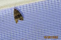 Celypha lacunana