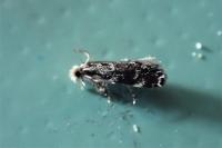Dryadaula heindeli