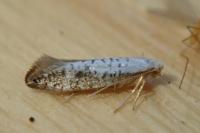 Argyresthia retinella