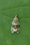 Celypha lacunana
