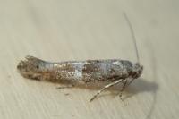Cedestis subfasciella