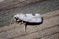 Epinotia bilunana