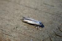 Lyonetia clerkella