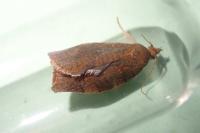 Pandemis heparana