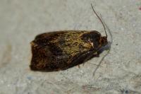 Ptycholoma lecheana