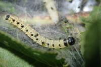 Yponomeuta mahalebella