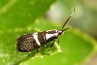 Dasycera oliviella